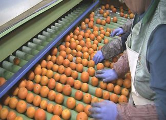 Unión Europea da el vamos a tratamiento en frío para importación de cítricos