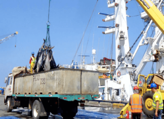 Más de 40 mil toneladas de pesca se desembarcó en el Terminal Pesquero de Manta