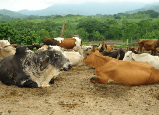 Exportaciones pecuarias del Ecuador invictas 11 años sin fiebre aftosa