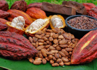 Ecuador es considerado «cuna de origen» del cacao