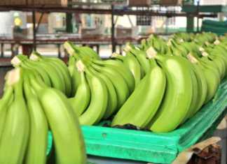 Exportaciones de banano descendieron en 6%