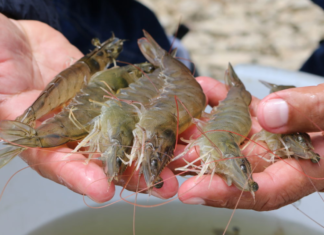 Exportaciones de camarón alcanzarían los $7 mil millones