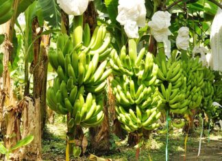 Banano ecuatoriano tuvo descenso en exportaciones