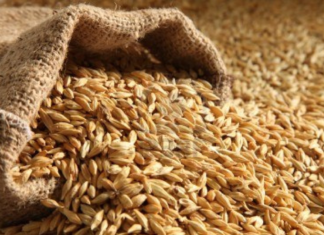 Comienza la primera cosecha de cebada maltera en Ecuador