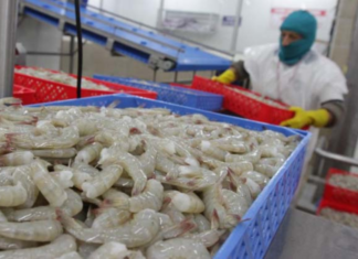 Cifras de exportación de camarón batirán récord histórico