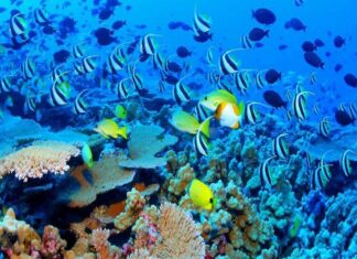 COP15: Logran histórico acuerdo sobre biodiversidad