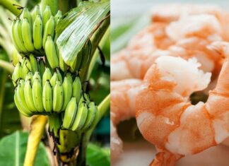 Ecuador y México no firmarán un TLC este año