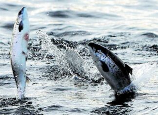 Chile: Camanchaca aumenta ingresos con respecto a los resultados de 2021