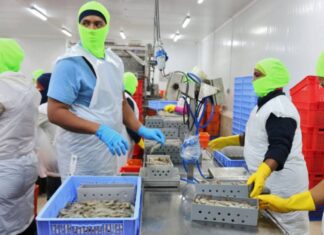 Ante la eliminación de subsidio se calcula en $ 0,16 por libra de camarón