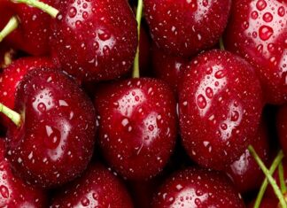 Chile exportaría 80 millones de cajas de cereza al cierre de esta temporada