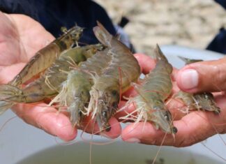 El camarón se posiciona como el segundo producto más exportado de Ecuador