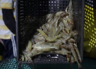 Se proyecta un alza en los precios de camarón para este 2023