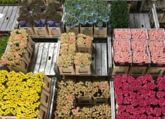 Sector florícola ecuatoriano incrementó sus exportaciones en 5,54% por San Valentín