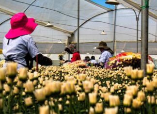 Sector florícola ecuatoriano espera acuerdo comercial con Canadá