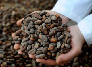 Incrementan las exportaciones de cacao ecuatoriano en países asiáticos