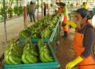 A toda máquina: Se incrementan exportaciones de banano ecuatoriano en Enero