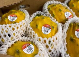 Pitahaya ecuatoriana llegará a China