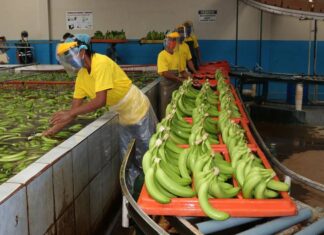 Ecuador y su lucha para combatir las exportaciones fraudulentas de banano