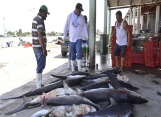 Ecuador recibiría sanción por falta de límites al comercio de tiburones