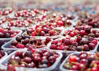 Productores de frutas enfrentan cambio climático con inteligencia artificial