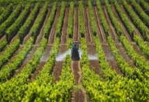 ¿En qué puesto se ubica Ecuador como productor agroindustrial en América Latina?