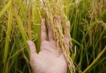 Nueva barrera comercial en la región andina: Colombia grava con 30% el arroz de Ecuador