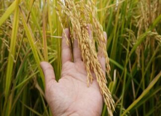 Nueva barrera comercial en la región andina: Colombia grava con 30% el arroz de Ecuador
